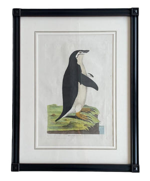 18th century Penguin Engraving, number 4